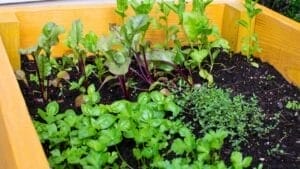 Safety Considerations for Using Pressure-Treated Wood in Your Vegetable Garden 1 Safety Considerations for Using Pressure-Treated Wood in Your Vegetable Garden - Herb urban garden using raised gardening beds ss2258564723