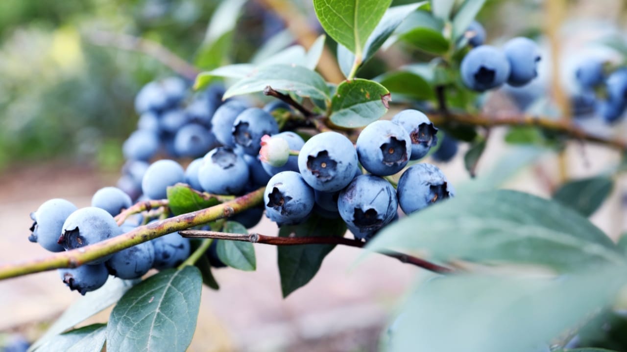 23 Flowering Plants & Herbs That Offer Food for Birds 23 23 Flowering Plants & Herbs That Offer Food for Birds - Highbush Blueberry ss2027020919