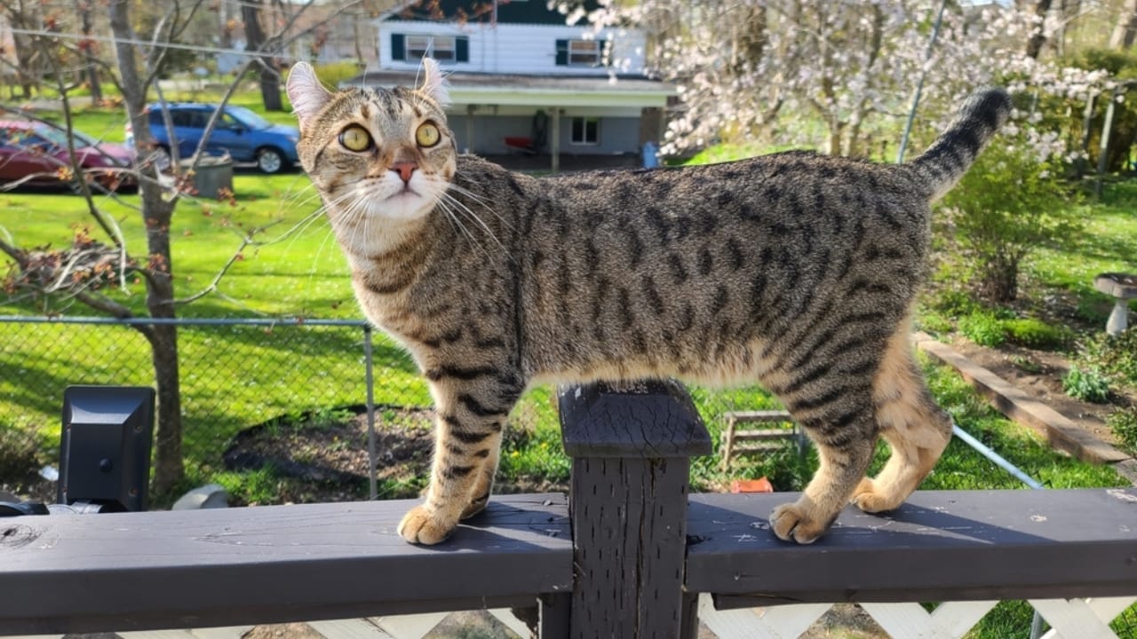 11 Adorable Cat Breeds with Bobbed & Stubby Tails 8 11 Adorable Cat Breeds with Bobbed & Stubby Tails - Highlander ss2159320823