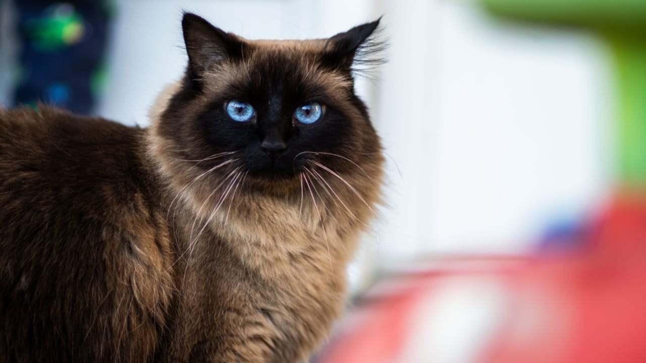 15 Cute Cats You’ll Fall for—if You Can Keep Up with Their Needs 5 15 Cute Cats You’ll Fall for—if You Can Keep Up with Their Needs - Himalayan cat dp576553744