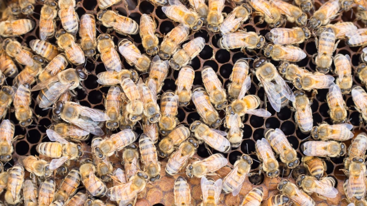 10 Animals with Healing Powers That Could Transform Medicine - Honeybees honey dp85136734