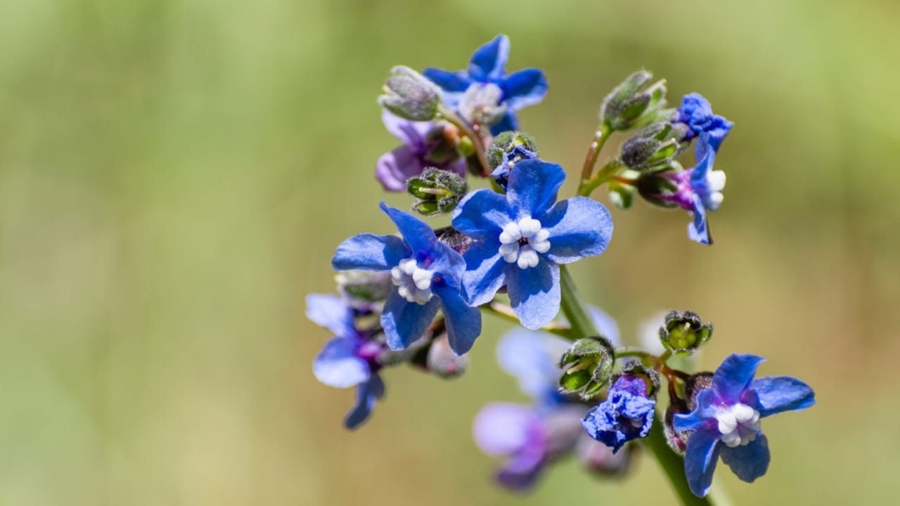 15 Beautiful but Smelly Plants That Could Be Stinking Up Your Yard 13 15 Beautiful but Smelly Plants That Could Be Stinking Up Your Yard - Hounds Tongue ss1729545709