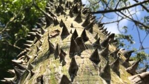 The World’s 14 Most Dangerous & Deadly Trees 1 The World’s 14 Most Dangerous & Deadly Trees - Hura crepitans ss1804995706