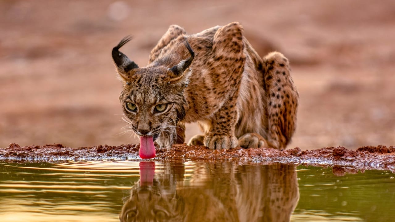 15 Wild Cats That Have Perfected the Art of the Hunt - Iberian lynx ss2082572656