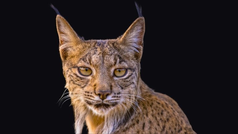 The Remarkable Comeback of the World's Most Endangered Cat Species 9 The Remarkable Comeback of the World's Most Endangered Cat Species - Iberian lynx ss2178409043