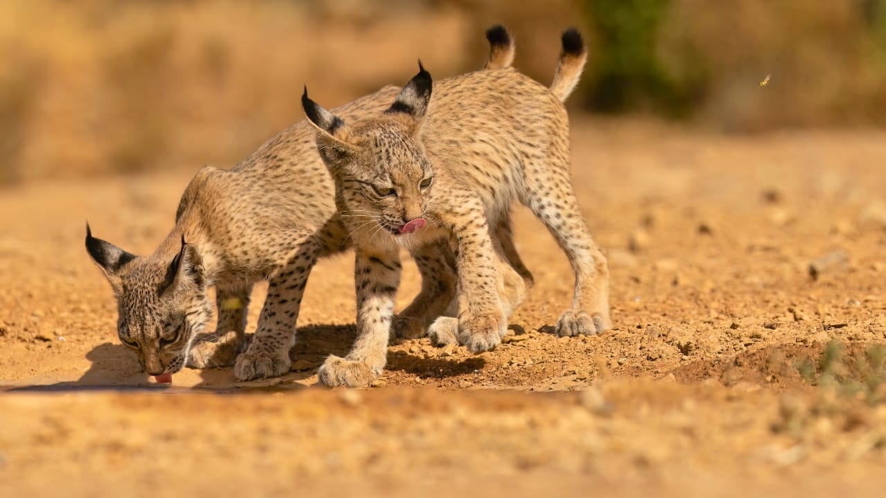 The Remarkable Comeback of the World's Most Endangered Cat Species 3 The Remarkable Comeback of the World's Most Endangered Cat Species - Iberian lynx ss2192772869