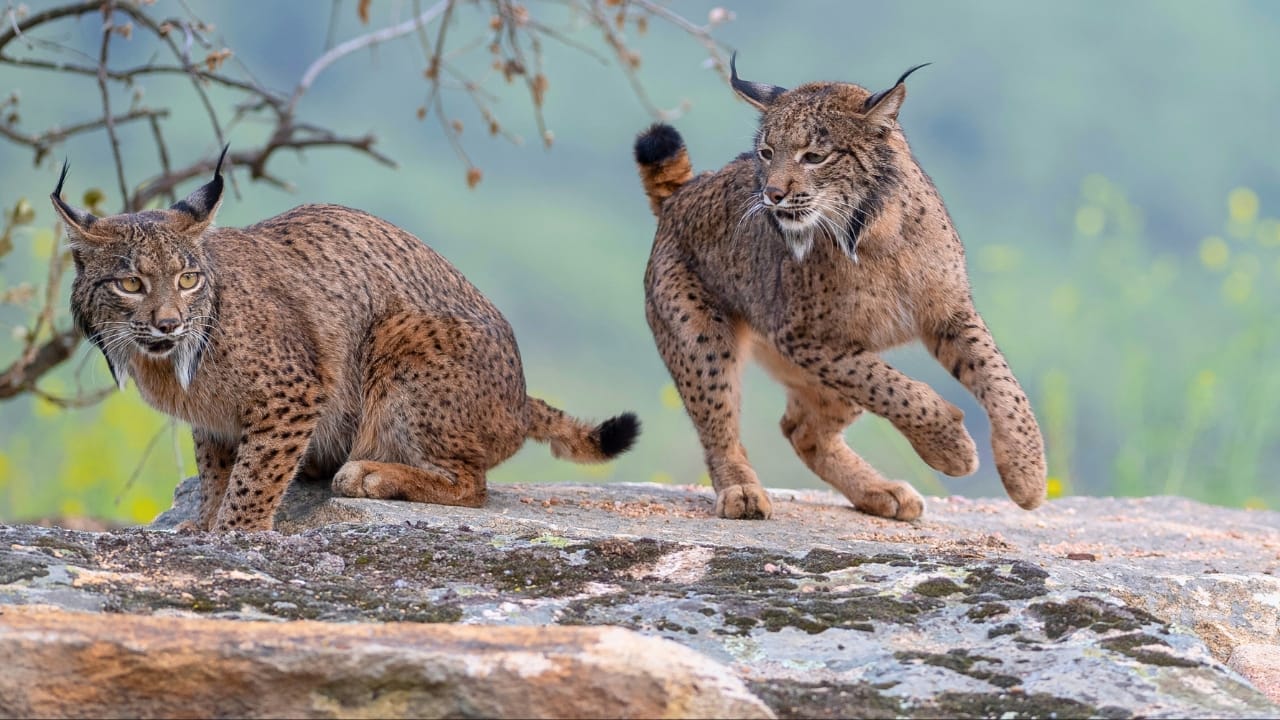 The Remarkable Comeback of the World's Most Endangered Cat Species 2 The Remarkable Comeback of the World's Most Endangered Cat Species - Iberian lynx ss2449360743