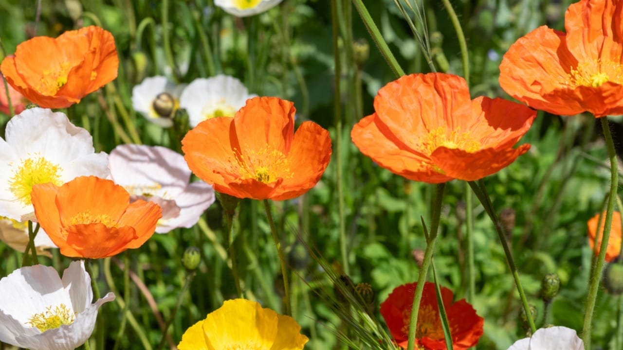 20 Beautiful Plants to Celebrate the Memory of Departed Loved Ones 11 20 Beautiful Plants to Celebrate the Memory of Departed Loved Ones - Iceland Poppies dp665911776