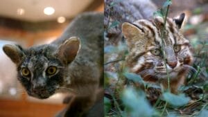 The Last of Their Kind: Two Japanese Cat Breeds Nearing Extinction 1 The Last of Their Kind: Two Japanese Cat Breeds Nearing Extinction - Iriomote yamaneko yon wc Tsushima Leopard Cat ss406253710
