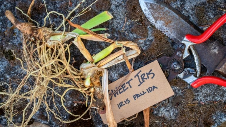 Want Twice as Many Perennials Next Year? Divide These 11 Varieties in September 2 Want Twice as Many Perennials Next Year? Divide These 11 Varieties in September - Iris Rhizome frshly divided ss2384044857