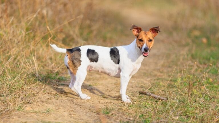 The Basenji-Jack Russell Hybrid: What Makes Owners Love This Unique Mix 4 The Basenji-Jack Russell Hybrid: What Makes Owners Love This Unique Mix - Jack Russell Terrier dog ss2436312083