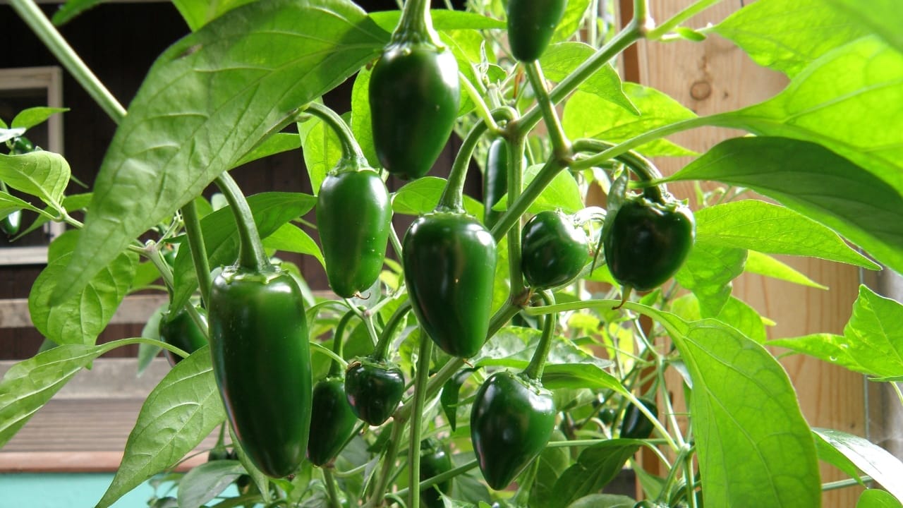 18 Mouthwatering Ways to Jazz Up Jiffy Cornbread 3 18 Mouthwatering Ways to Jazz Up Jiffy Cornbread - Jalapenos wc