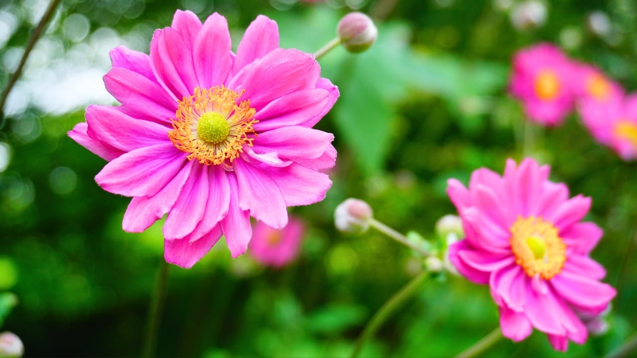 20 Perennial Flowers that Keep Your Garden Alive from Spring to Fall - Japanese Anemones ss1809043441