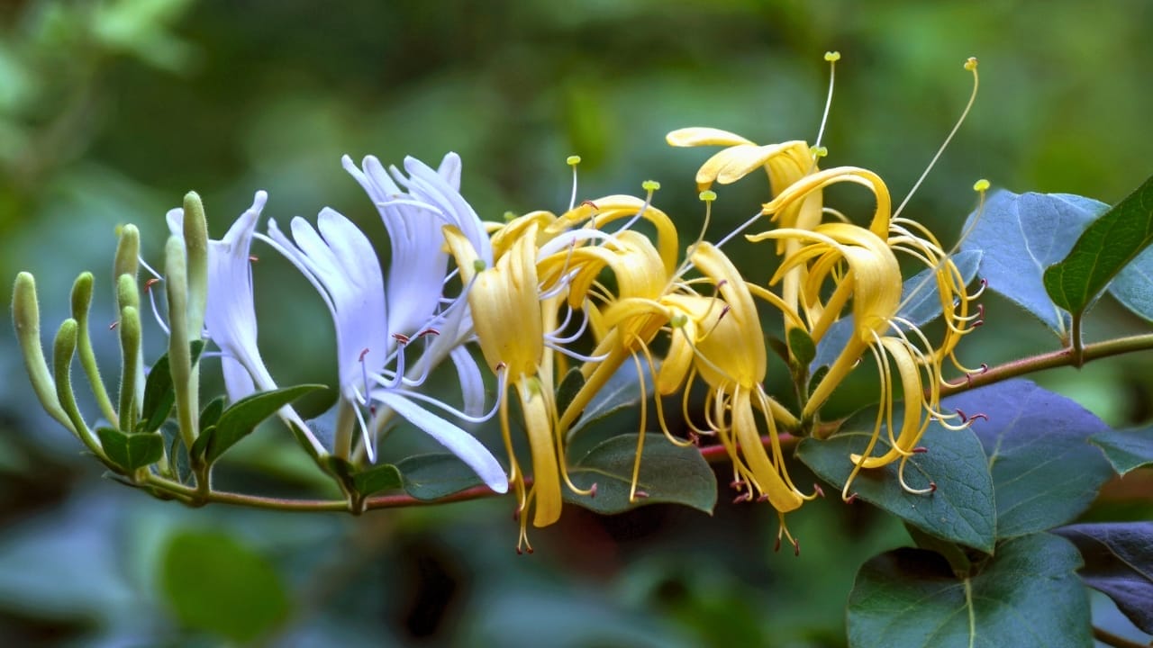 15 Plants That Transform Fence Lines Into Living Masterpieces - Japanese Honeysuckle ss2497957581