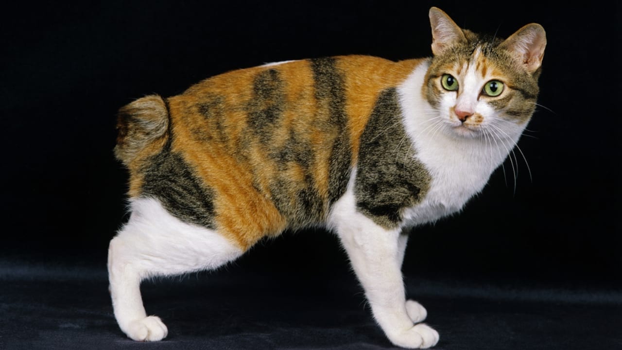 11 Adorable Cat Breeds with Bobbed & Stubby Tails - Japanese Bobtail ss1652746936