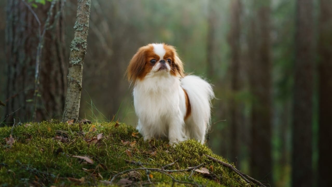 25 Dogs Who Handle Time Alone Like Pros 5 25 Dogs Who Handle Time Alone Like Pros - Japanese Chin dog ss2504820181