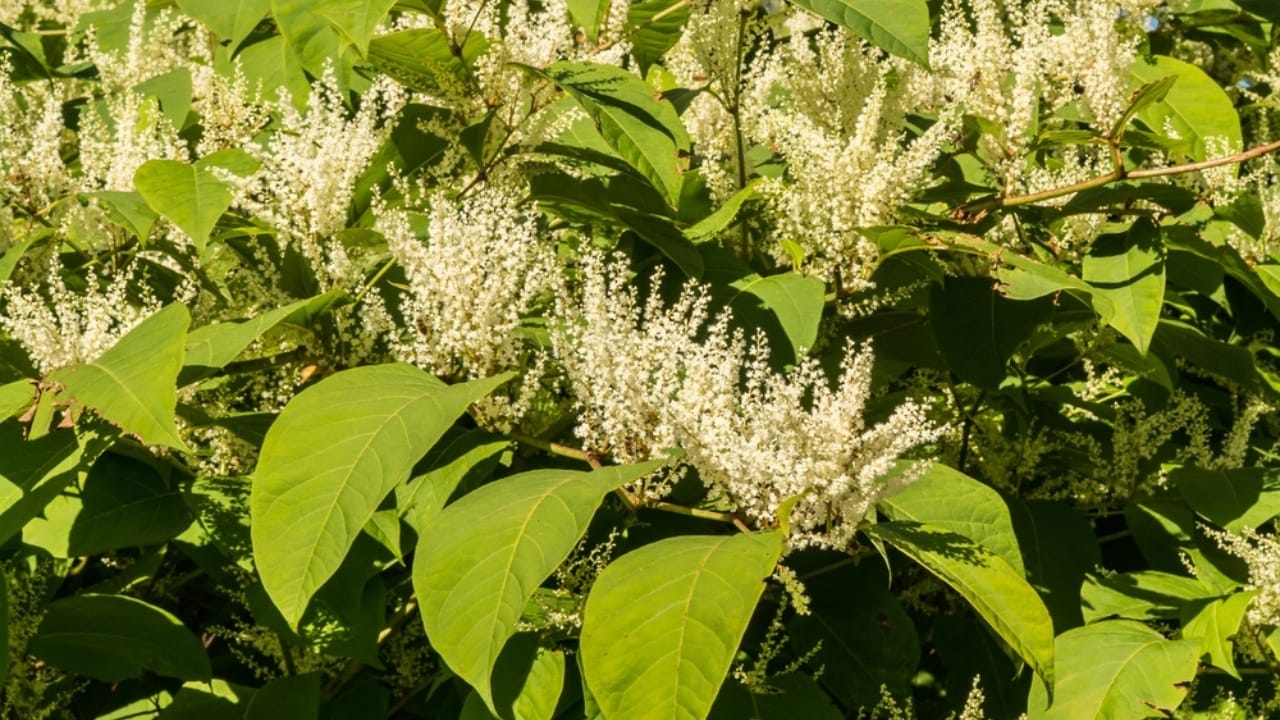 Homeowners Alert: This Invasive Plant is Destroying Property Values Across America 3 Homeowners Alert: This Invasive Plant is Destroying Property Values Across America - Japanese Knotweed ss2403193685