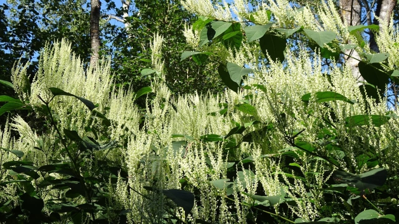 Homeowners Alert: This Invasive Plant is Destroying Property Values Across America 8 Homeowners Alert: This Invasive Plant is Destroying Property Values Across America - Japanese Knotweed ss2468945367