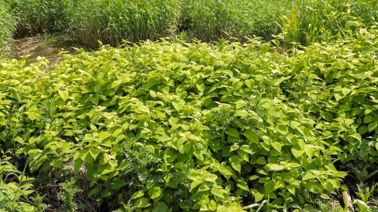 Homeowners Alert: This Invasive Plant is Destroying Property Values Across America 4 Homeowners Alert: This Invasive Plant is Destroying Property Values Across America - Japanese Knotweed ss2487633575