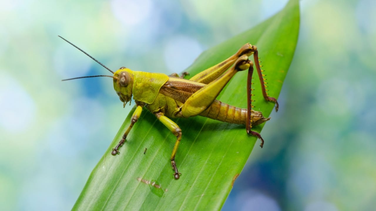 16 Animals the Bible Associates with Evil & Their Meanings 15 16 Animals the Bible Associates with Evil & Their Meanings - Javanese Grasshoper ss1754964905