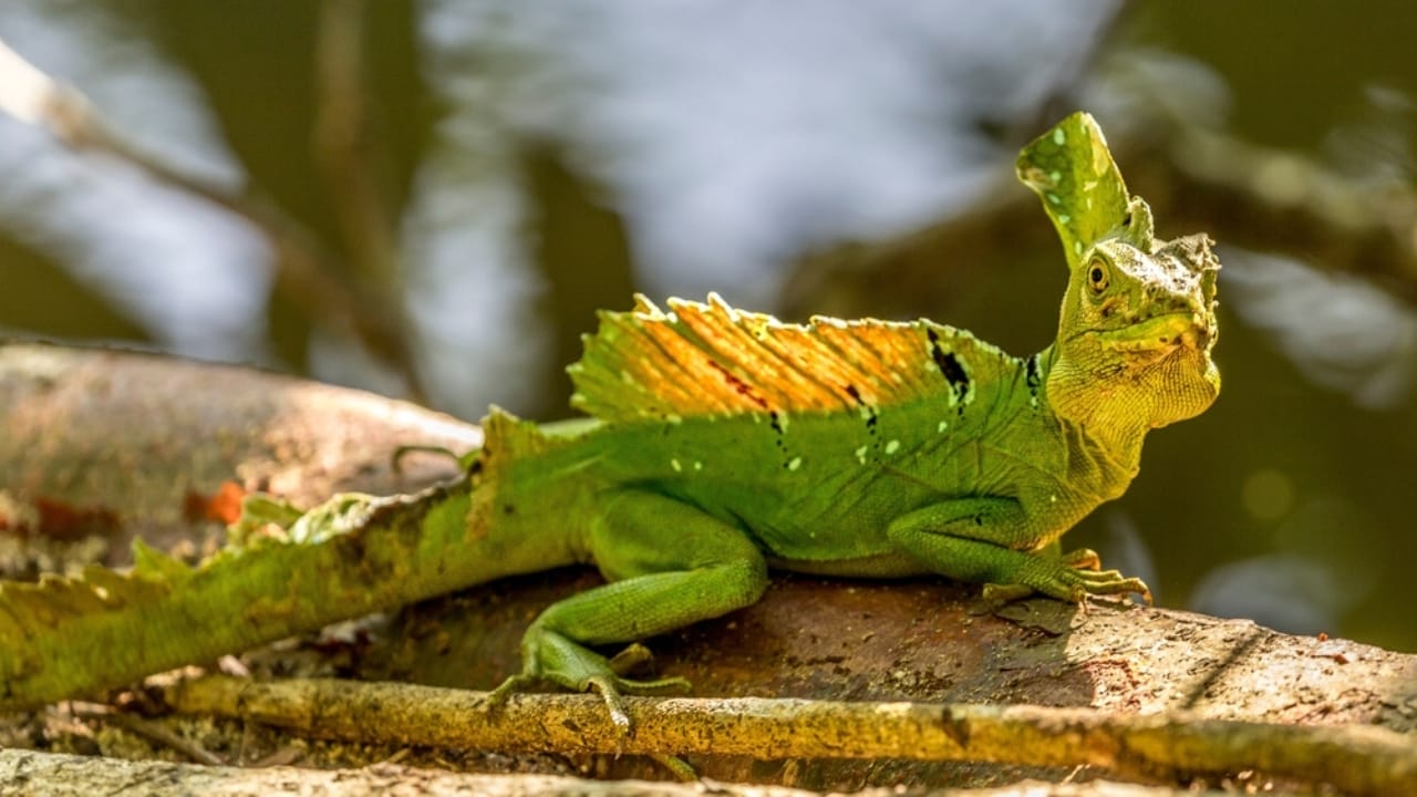 Releasing Captive Animals Sounds Noble but Here’s the Reality 13 Releasing Captive Animals Sounds Noble but Here’s the Reality - Jesus Christ Lizard ss2434709513