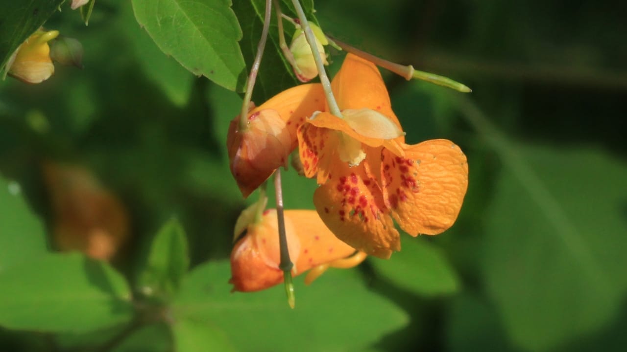 Hummingbirds Love This Easy Container Plant—Here’s How to Grow It 3 Hummingbirds Love This Easy Container Plant—Here’s How to Grow It - Jewelweed Flower ss324077168