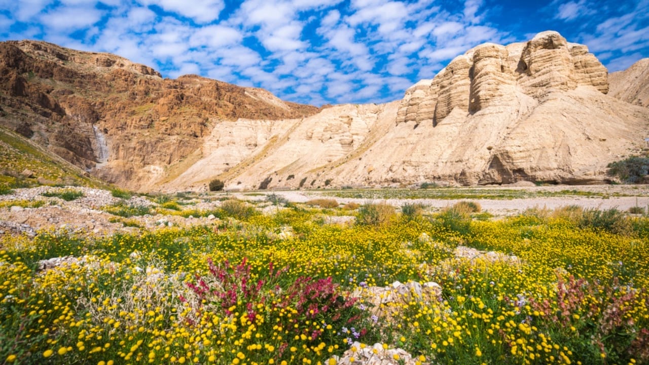 Scientists Grow a 'Lost' Biblical Tree from a 1,000-Year-Old Seed 3 Scientists Grow a 'Lost' Biblical Tree from a 1,000-Year-Old Seed - Judean Desert ss1663171246