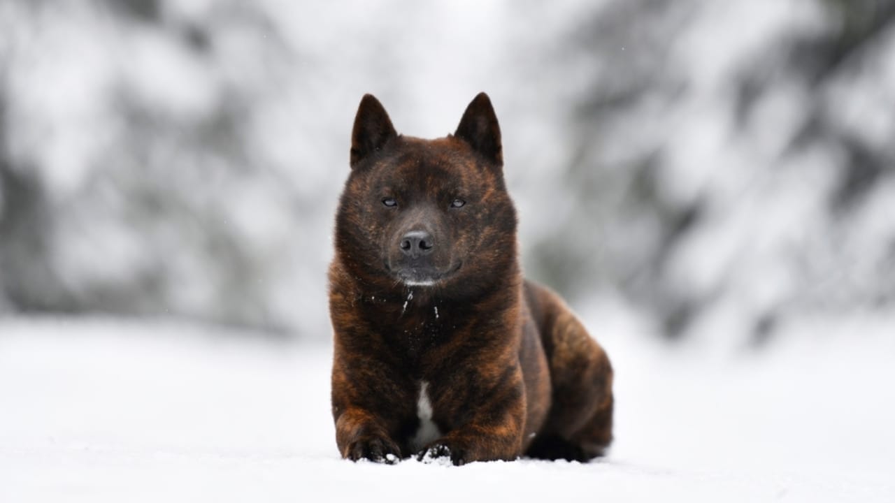 10 Heartwarming Dog Breeds from Japan You Didn’t Know You Needed in Your Life 5 10 Heartwarming Dog Breeds from Japan You Didn’t Know You Needed in Your Life - Kai Inu or Kai Ken ss2435274549