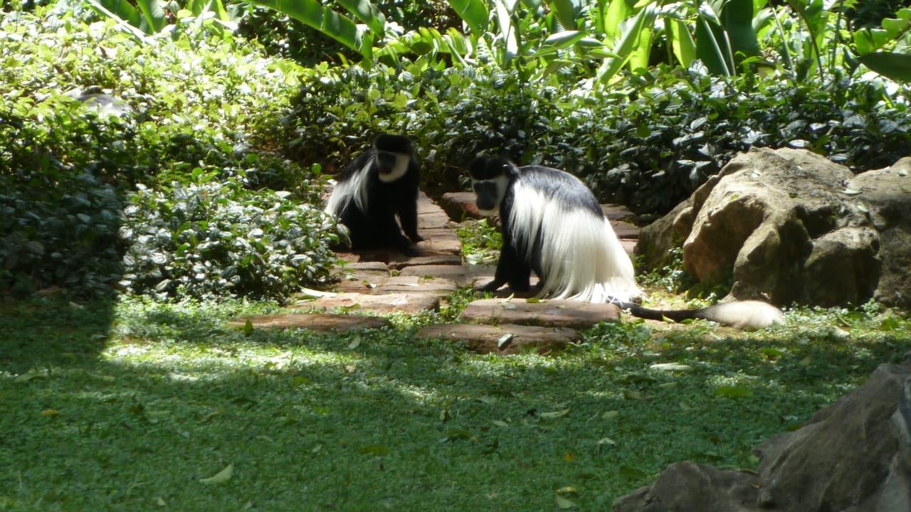 14 Ancient Forests That Were Here Long Before Homo sapiens 9 14 Ancient Forests That Were Here Long Before Homo sapiens - Kakamega Forest Kenya wc