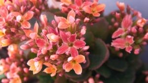 Bring Color & Beauty to Your Home with These 10 Stunning Flowering Plants 1 Bring Color & Beauty to Your Home with These 10 Stunning Flowering Plants - Kalanchoe ss2473264747