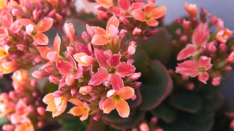 Bring Color & Beauty to Your Home with These 10 Stunning Flowering Plants 1 Bring Color & Beauty to Your Home with These 10 Stunning Flowering Plants - Kalanchoe ss2473264747