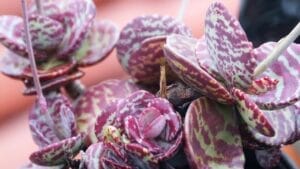 This Succulent Plant Will Liven Up Your Home with Its Vibrant Colors 1 This Succulent Plant Will Liven Up Your Home with Its Vibrant Colors - Kalanchoe marmorata wc