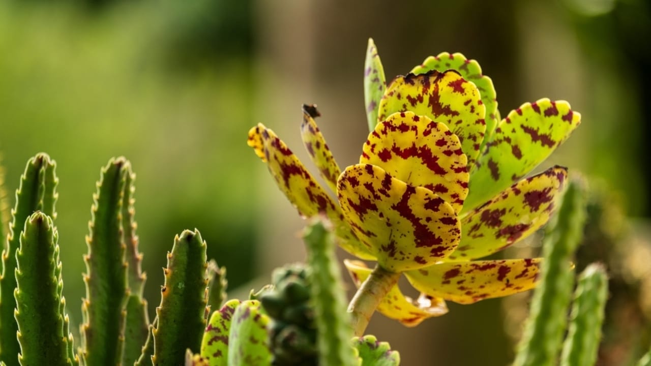 This Succulent Plant Will Liven Up Your Home with Its Vibrant Colors 3 This Succulent Plant Will Liven Up Your Home with Its Vibrant Colors - Kalanchoe memorata plant ss2482105035