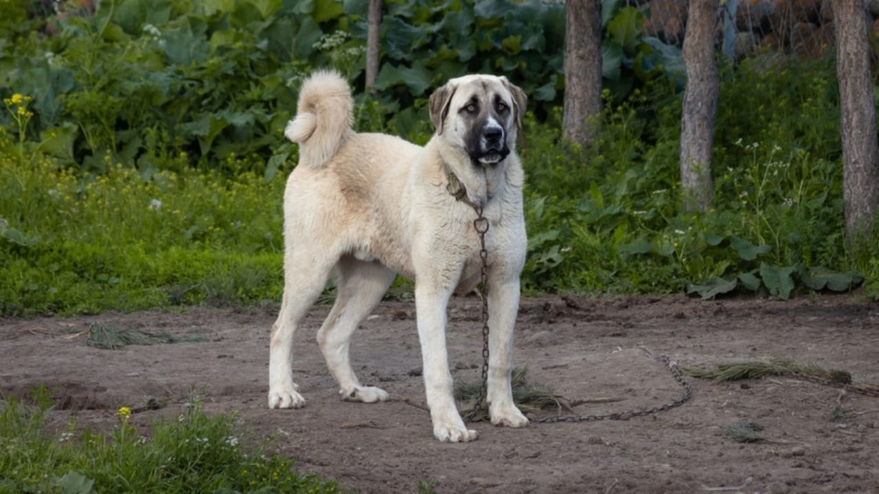 10 Reasons the Kangal Dog is Considered the Ultimate Protector 2 10 Reasons the Kangal Dog is Considered the Ultimate Protector - Kangal dog ss2101992538