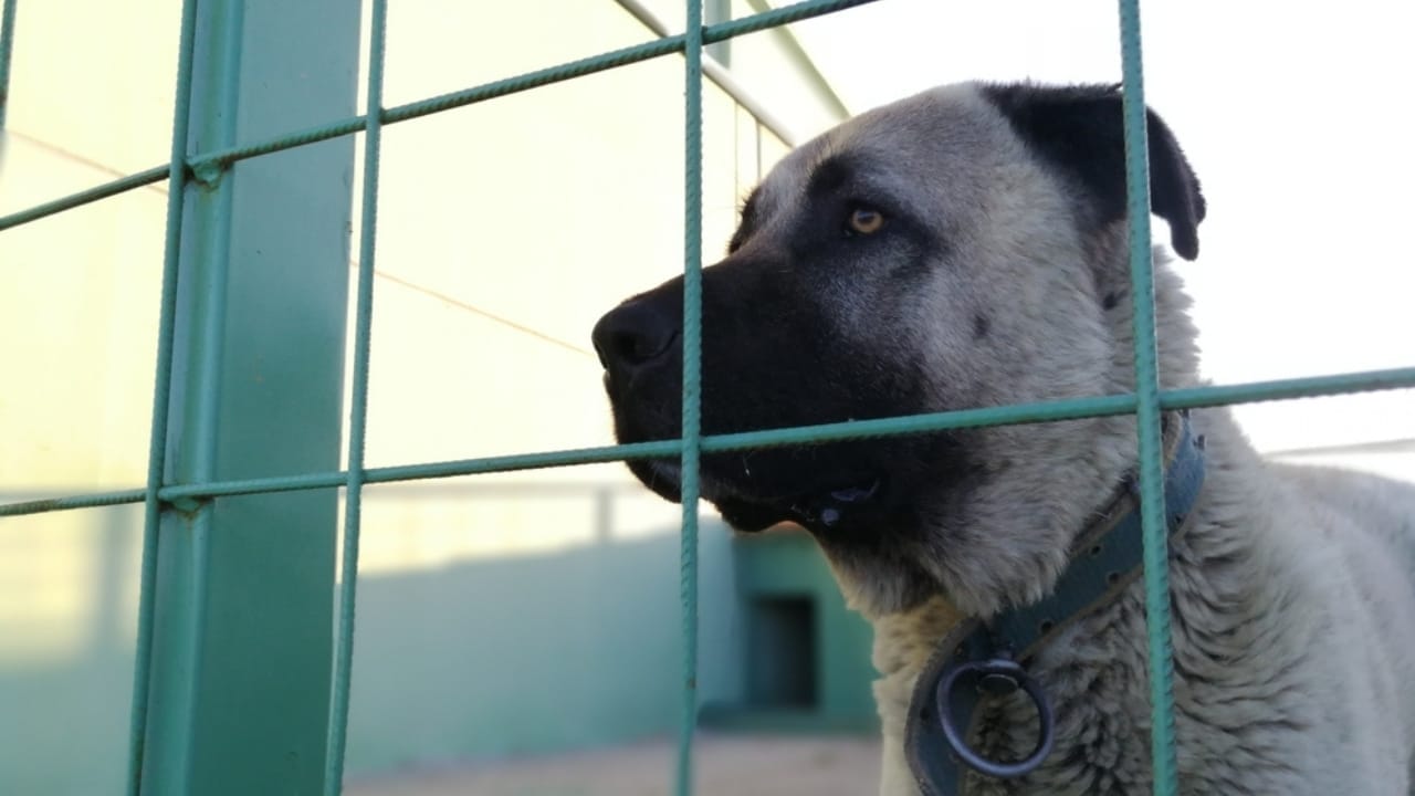 10 Reasons the Kangal Dog is Considered the Ultimate Protector 9 10 Reasons the Kangal Dog is Considered the Ultimate Protector - Kangal dog ss2317428235