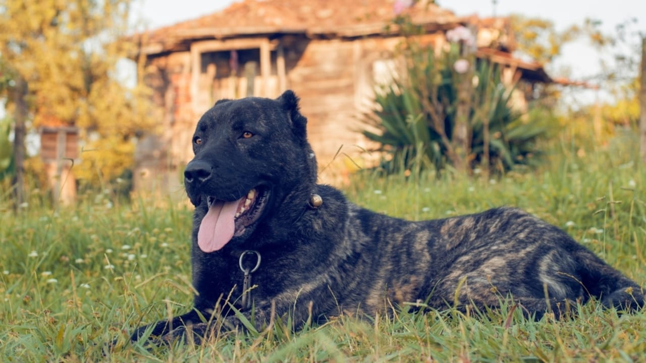 10 Reasons the Kangal Dog is Considered the Ultimate Protector 7 10 Reasons the Kangal Dog is Considered the Ultimate Protector - Kangal dog ss2389060859