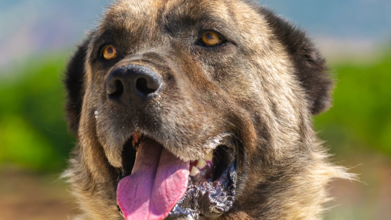 10 Reasons the Kangal Dog is Considered the Ultimate Protector 3 10 Reasons the Kangal Dog is Considered the Ultimate Protector - Kangal dog ss2400278859