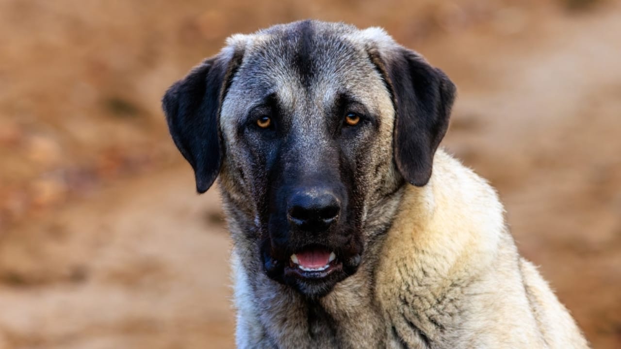 10 Reasons the Kangal Dog is Considered the Ultimate Protector 8 10 Reasons the Kangal Dog is Considered the Ultimate Protector - Kangal dog ss2424161939