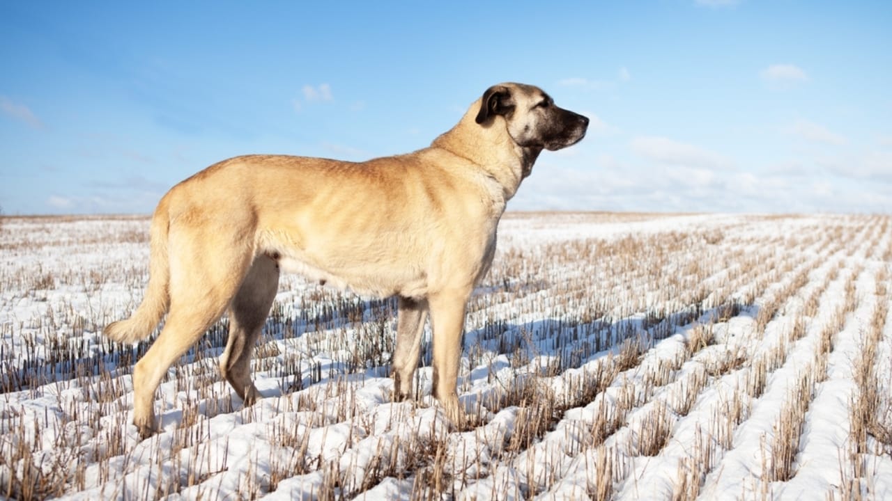 10 Reasons the Kangal Dog is Considered the Ultimate Protector 6 10 Reasons the Kangal Dog is Considered the Ultimate Protector - Kangal dog ss2446810567