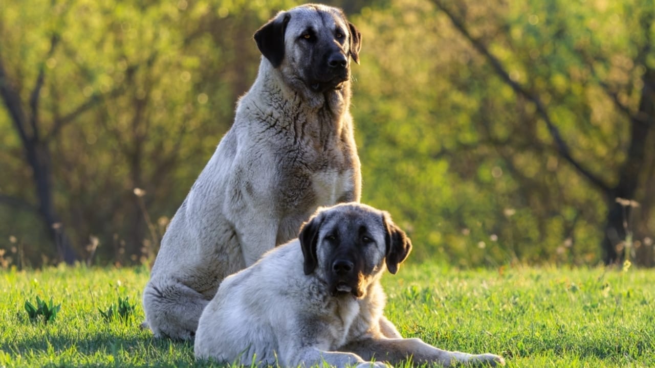 23 Dog Breeds That Could Be Lifesavers in a Zombie Apocalypse - Kangal dogs ss2448214423