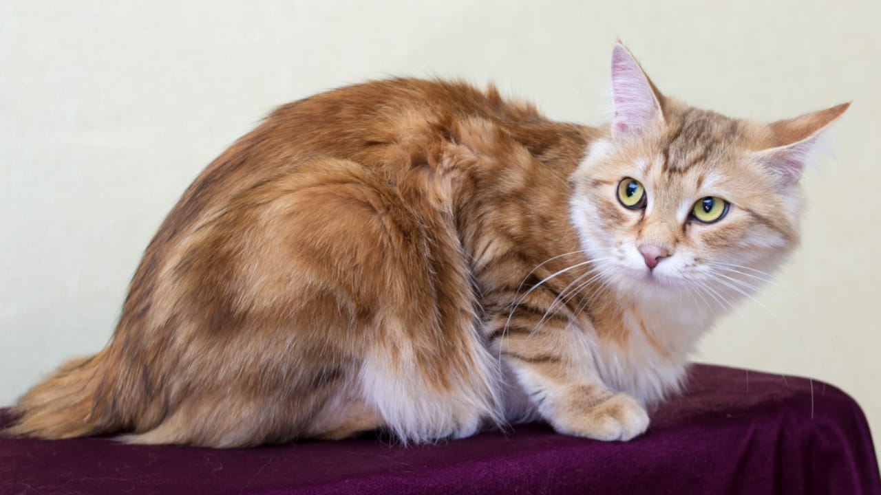 11 Adorable Cat Breeds with Bobbed & Stubby Tails 10 11 Adorable Cat Breeds with Bobbed & Stubby Tails - Karelian Bobtail ss1900411129