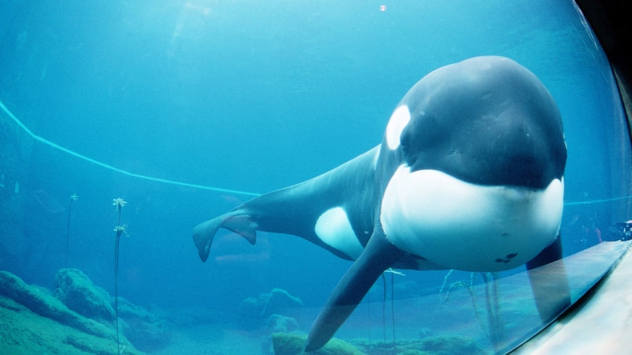 14 Wild Animals That Became Global Sensations 5 14 Wild Animals That Became Global Sensations - Keiko Orca wc