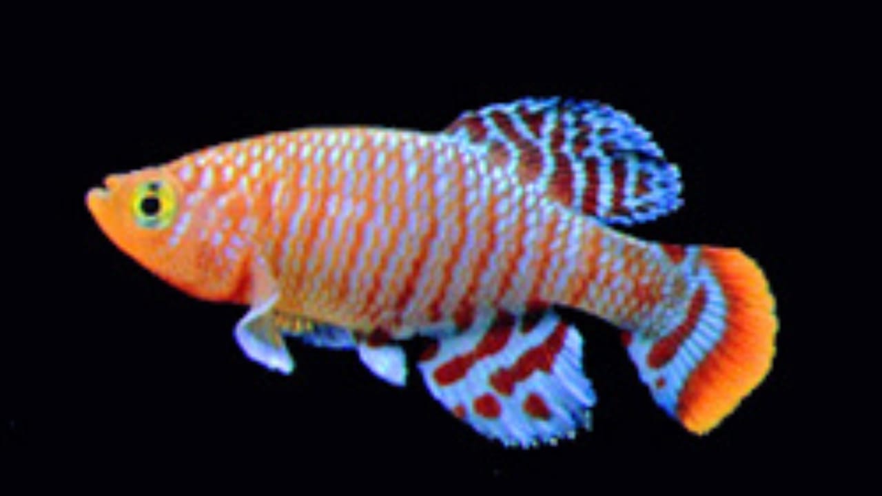15 of the World's Prettiest Fish Species - Killifish wc