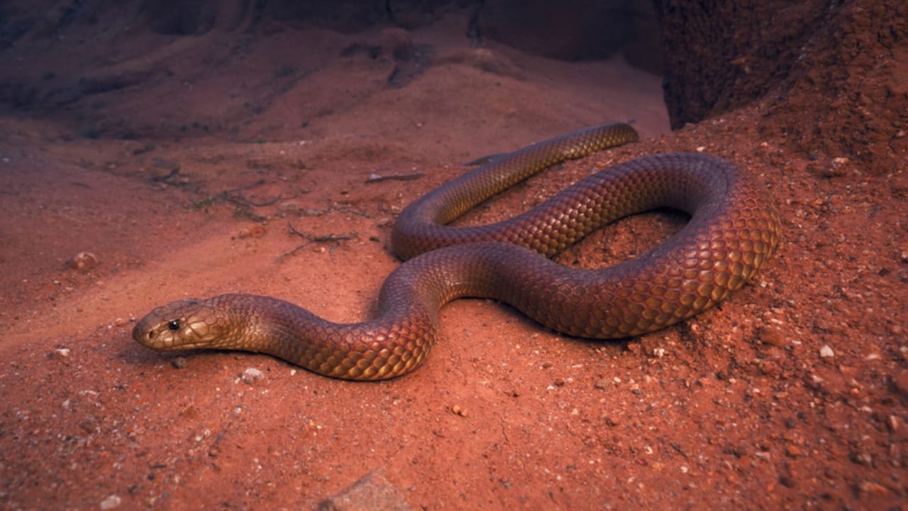 The 12 Largest Venomous Snakes in Nature’s Deadly Arsenal 5 The 12 Largest Venomous Snakes in Nature’s Deadly Arsenal - King Brown Snake ss1301990350