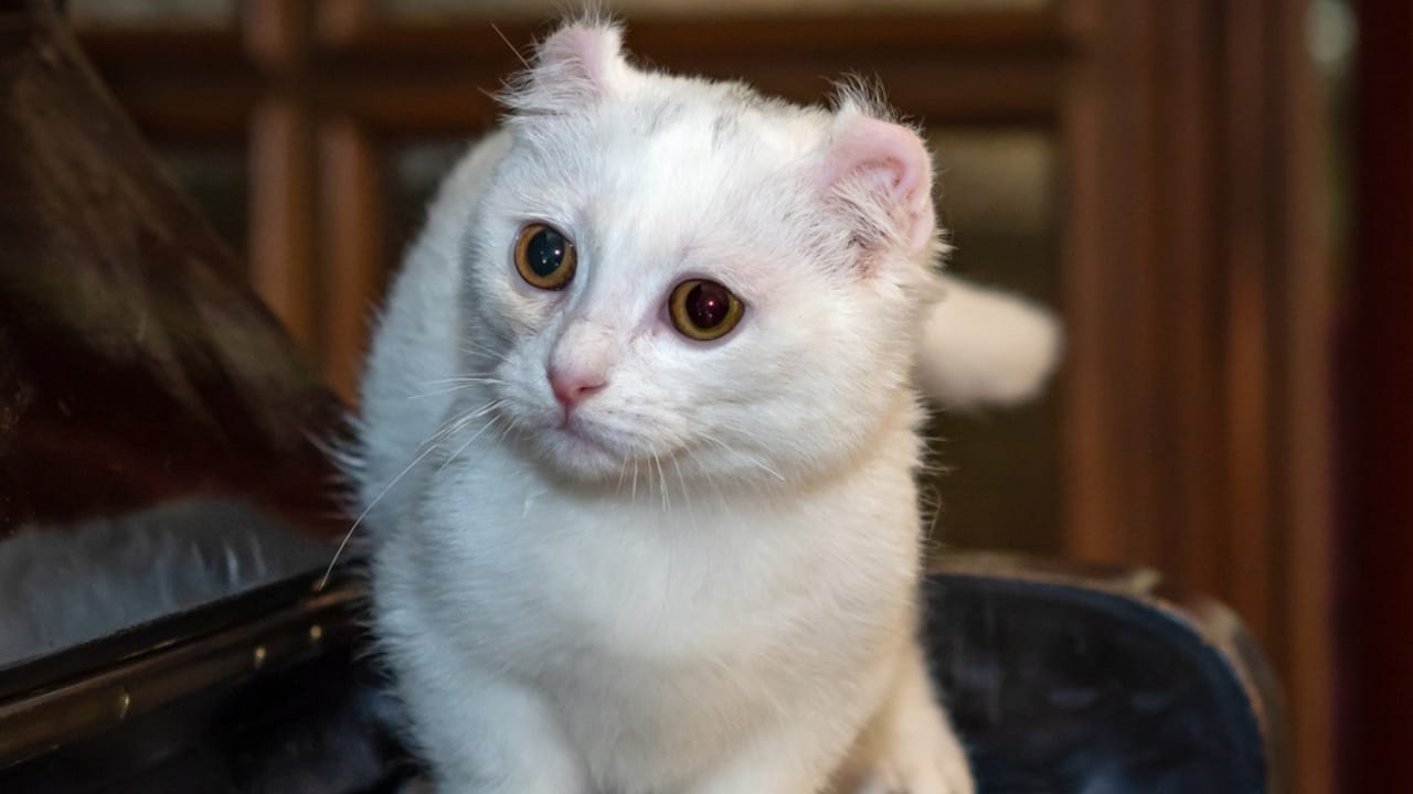 15 Miniature Cat Breeds that Prove Big Attitudes Come in Small Packages 11 15 Miniature Cat Breeds that Prove Big Attitudes Come in Small Packages - Kinkalow Cat ss2000039801