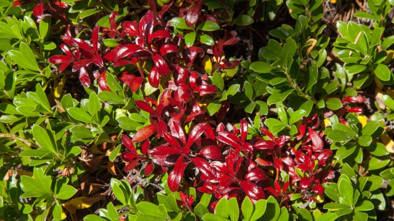 13 Plants with Deep Spiritual Meaning in Native American Cultures 14 13 Plants with Deep Spiritual Meaning in Native American Cultures - Kinnikinnick ss1861678228