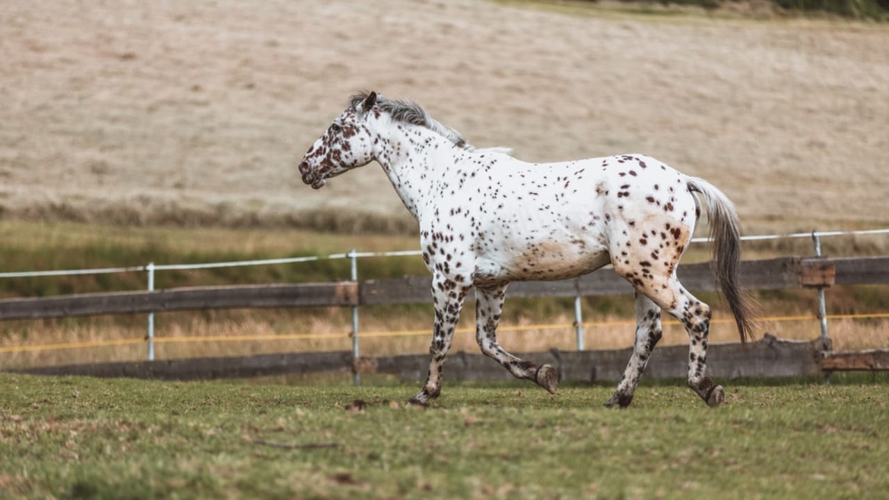 15 of the Rarest Horse Breeds You’ll Ever Encounter 14 15 of the Rarest Horse Breeds You’ll Ever Encounter - Knabstrupper dp430698834