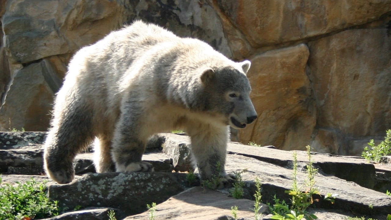 14 Wild Animals That Became Global Sensations 13 14 Wild Animals That Became Global Sensations - Knut Polar Bear wc