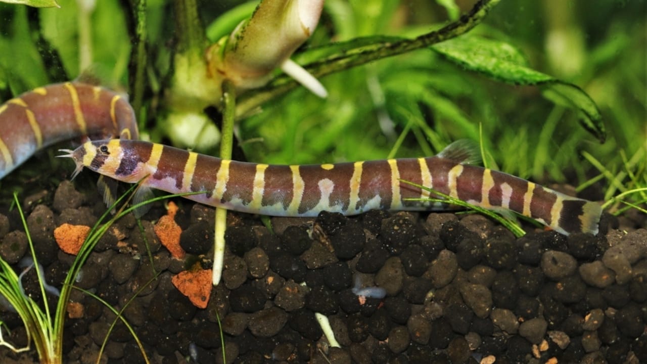 15 Coolest Aquarium Fish to Liven Up Your Tank 11 15 Coolest Aquarium Fish to Liven Up Your Tank - Kuhli Loach ss2093509885