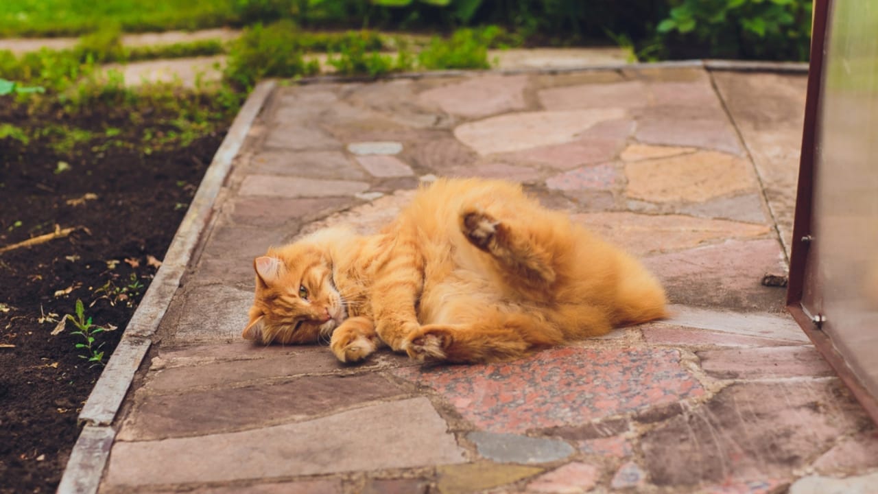 Find Your Perfect Ginger Companion from These 15 Orange Cat Breeds 16 Find Your Perfect Ginger Companion from These 15 Orange Cat Breeds - Kurilian Bobtail dp291454790